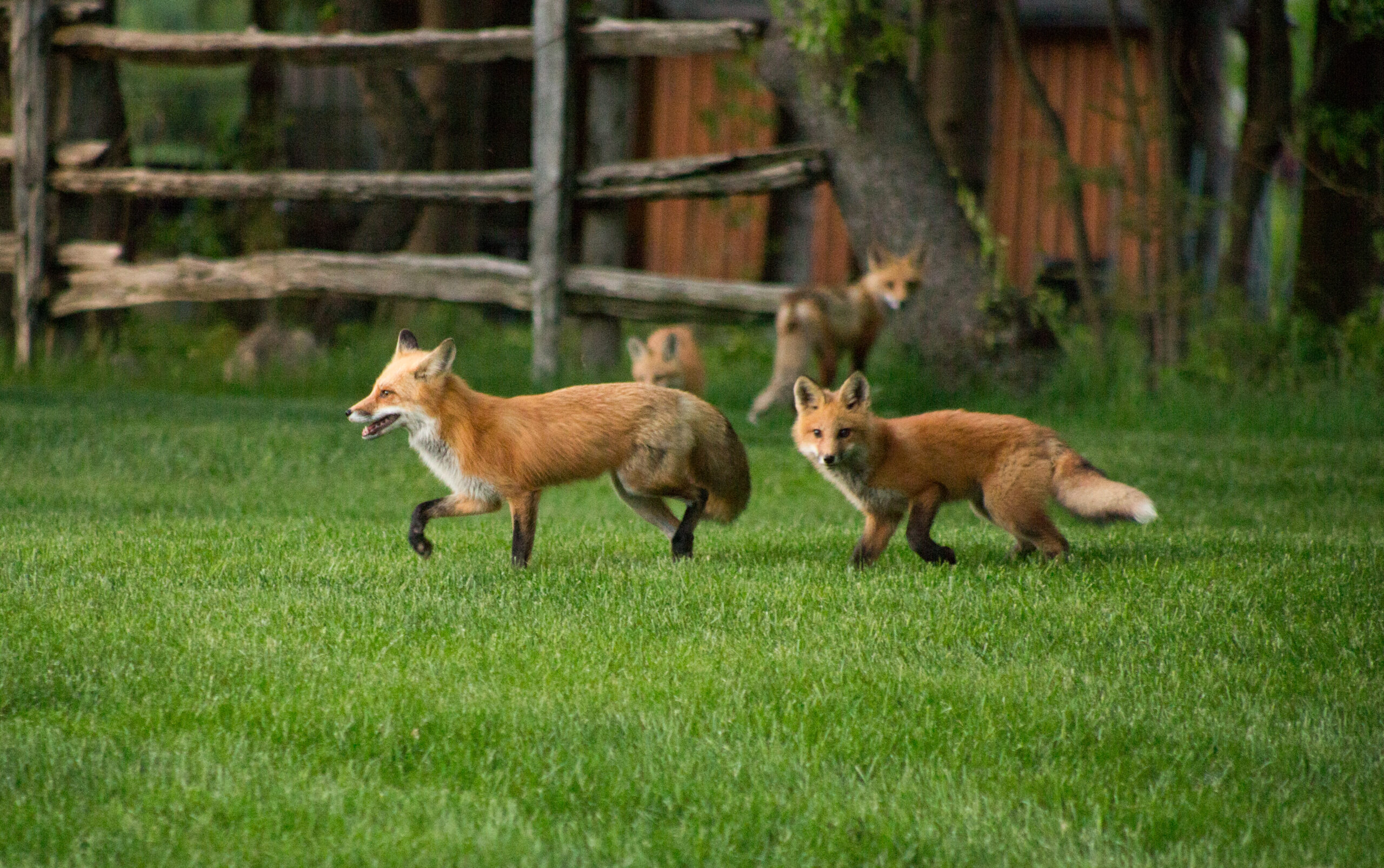Red foxes running across green grass in spring, captured in natural wildlife photography