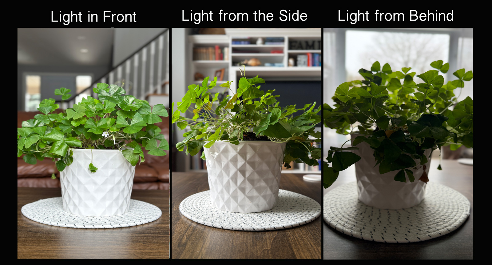 beginner photography example showing front, side and backlighting of plant